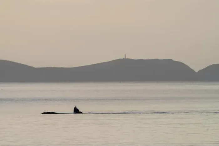 Framed Print : Southern right whale with baby calf in tasmania australia in spring Framed Print : Southern right whale with baby calf in tasmania australia in spring