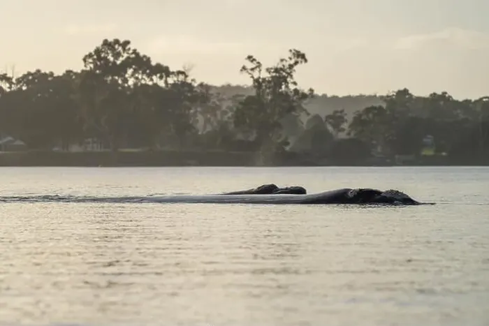 Framed Print : Southern right whale with baby calf in tasmania australia in spring Framed Print : Southern right whale with baby calf in tasmania australia in spring