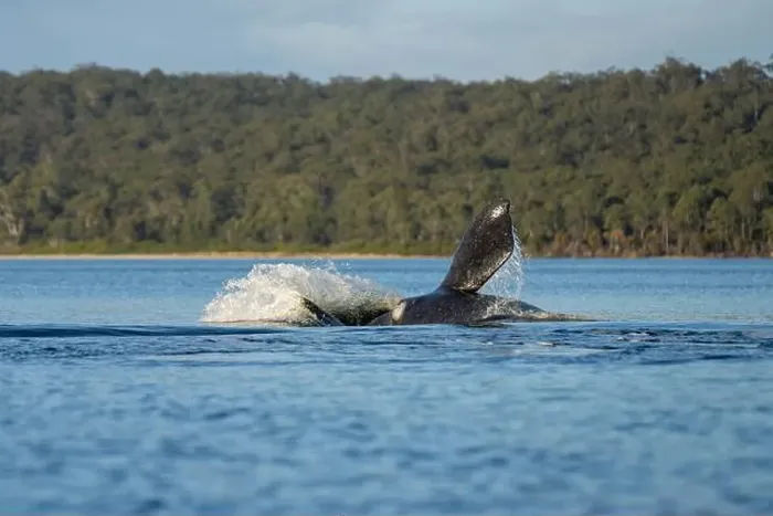 Framed Print : Southern right whale with baby calf in tasmania australia in spring Framed Print : Southern right whale with baby calf in tasmania australia in spring