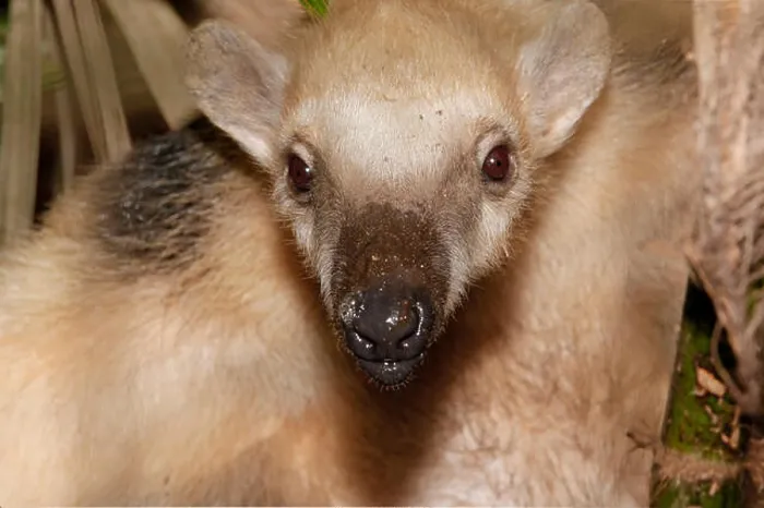 Framed Print : Southern Tamandua or Collared Anteater (Tamandua tetradactyla) Close Up Framed Print : Southern Tamandua or Collared Anteater (Tamandua tetradactyla) Close Up