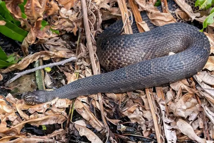 Framed Print : Southern Watersnake (Nerodia fasciata) - Wakodahatchee Wetlands, Delray Beach, Florida, USA Framed Print : Southern Watersnake (Nerodia fasciata) - Wakodahatchee Wetlands, Delray Beach, Florida, USA