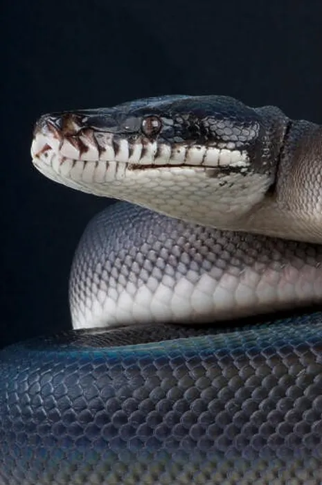 Framed Print : Southern white-lipped python / Leiopython hoserae Framed Print : Southern white-lipped python / Leiopython hoserae