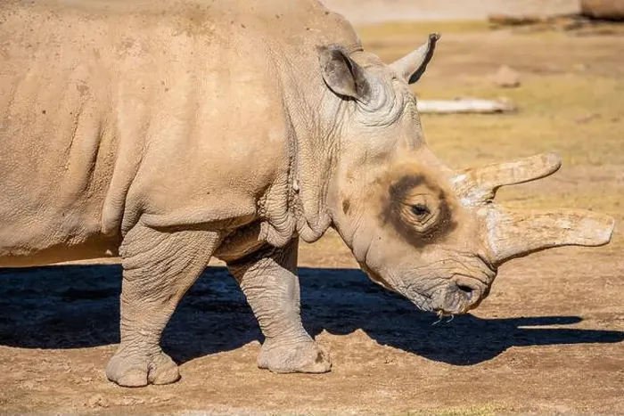 Framed Print : A Southern White Rhinoceros in Tucson, Arizona