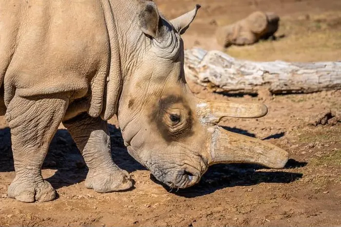 Framed Print : A Southern White Rhinoceros in Tucson, Arizona