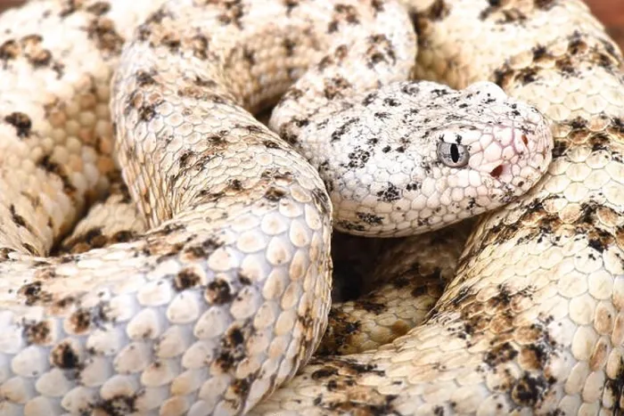 Framed Print : Southwestern speckled rattlesnake (Crotalus mitchelli pyrrhus) Framed Print : Southwestern speckled rattlesnake (Crotalus mitchelli pyrrhus)