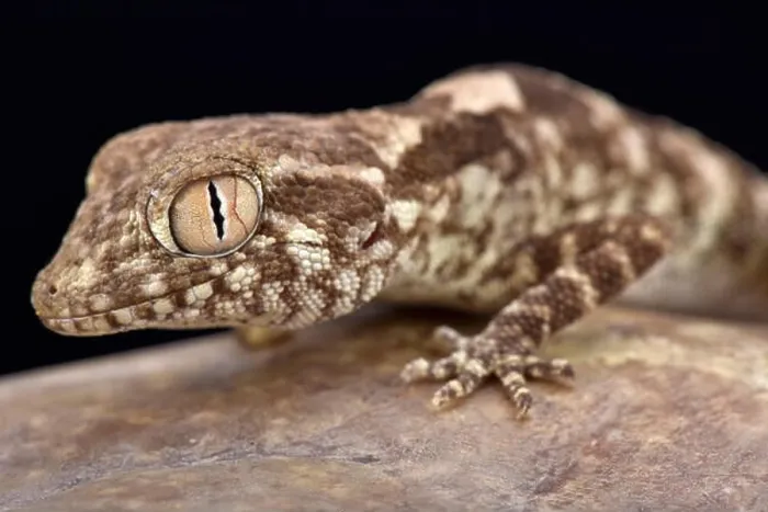 Framed Print : Spacious rock gecko (Trachydactylus spatalurus), Oman Framed Print : Spacious rock gecko (Trachydactylus spatalurus), Oman