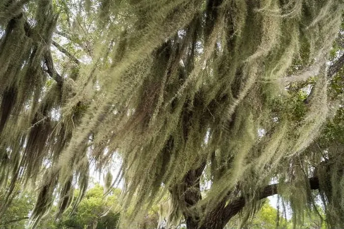 Framed Print : Some Spanish Moss Hanging from Trees in the Everglades National Park, Florida, USA Framed Print : Some Spanish Moss Hanging from Trees in the Everglades National Park, Florida, USA