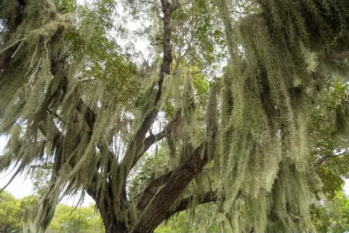 Framed Print : Some Spanish Moss Hanging from Trees in the Everglades National Park, Florida, USA Framed Print : Some Spanish Moss Hanging from Trees in the Everglades National Park, Florida, USA