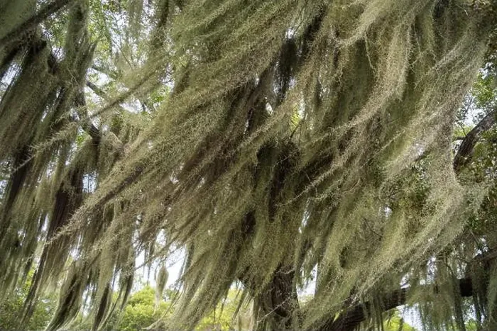Framed Print : Some Spanish Moss Hanging from Trees in the Everglades National Park, Florida, USA Framed Print : Some Spanish Moss Hanging from Trees in the Everglades National Park, Florida, USA