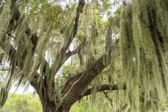 Framed Print : Some Spanish Moss Hanging from Trees in the Everglades National Park, Florida, USA Framed Print : Some Spanish Moss Hanging from Trees in the Everglades National Park, Florida, USA