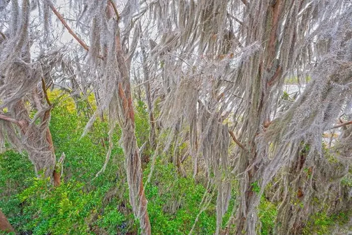 Framed Print : Spanish Moss High in Dormant Trees in the Okefenokee National Wildlife Refuge in Georgia Framed Print : Spanish Moss High in Dormant Trees in the Okefenokee National Wildlife Refuge in Georgia