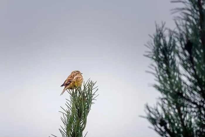Framed Print : a sparrow sitting on a pine branch Framed Print : a sparrow sitting on a pine branch