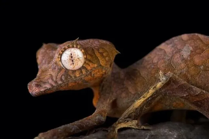 Framed Print : Spearpoint leaf-tailed gecko (Uroplatus ebenaui) Framed Print : Spearpoint leaf-tailed gecko (Uroplatus ebenaui)
