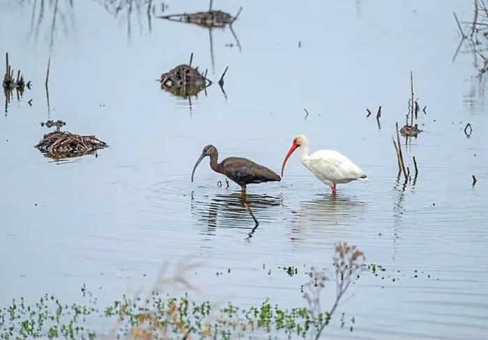 Framed Print : Two Species of Ibis Together in a Wetland in the Anahuac National Wildlife Refuge in Texas Framed Print : Two Species of Ibis Together in a Wetland in the Anahuac National Wildlife Refuge in Texas