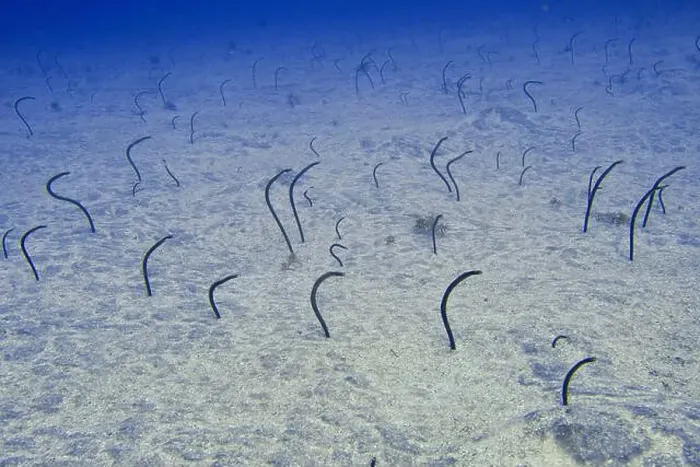 Framed Print : Many specimens of Brown garden eel (Heteroconger longissimus) protrude from a sandy seabed Framed Print : Many specimens of Brown garden eel (Heteroconger longissimus) protrude from a sandy seabed
