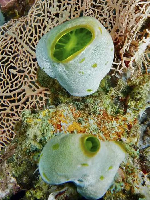 Framed Print : Two specimens of Green Urn Sea Squirt (Didemnum molle) on a coral in a reef Framed Print : Two specimens of Green Urn Sea Squirt (Didemnum molle) on a coral in a reef