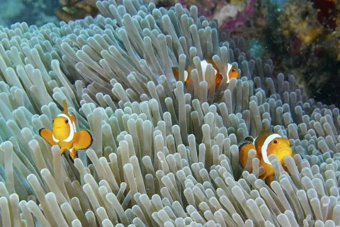 Framed Print : Three specimens of Ocellaris Clownfish (Amphiprion ocellaris) in a sea anemone under water Framed Print : Three specimens of Ocellaris Clownfish (Amphiprion ocellaris) in a sea anemone under water