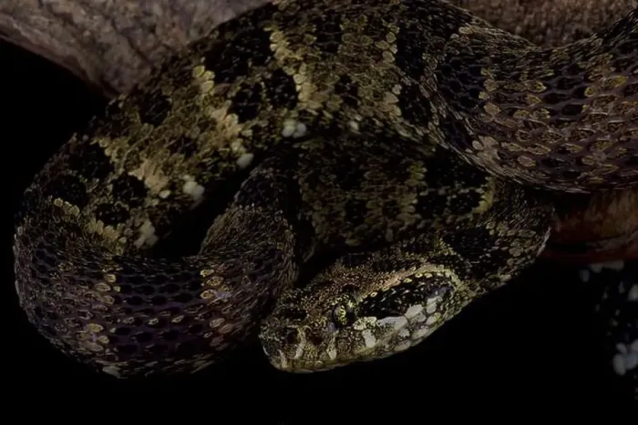 Framed Print : Speckled forest pitviper (Bothrops taeniatus) Framed Print : Speckled forest pitviper (Bothrops taeniatus)