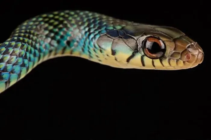 Framed Print : Speckled racer (Drymobius margaritiferus margaritiferus)
