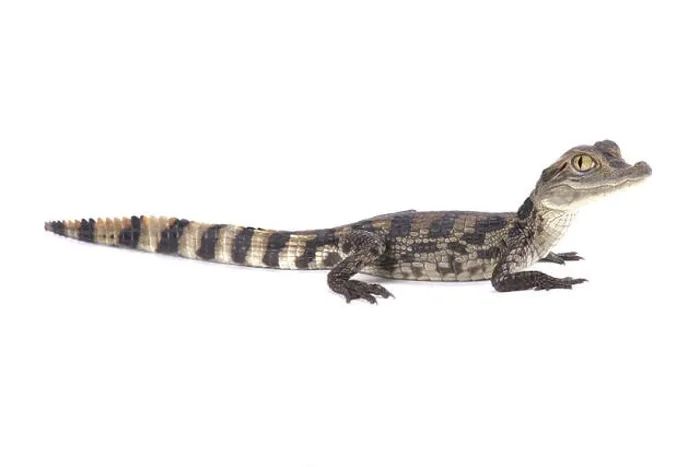 Framed Print : Spectacled caiman (Caiman crocodilus) Framed Print : Spectacled caiman (Caiman crocodilus)