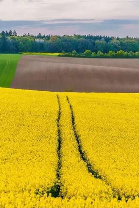 Framed Print : Spectacular aerial rural scenery with yellow rape Framed Print : Spectacular aerial rural scenery with yellow rape
