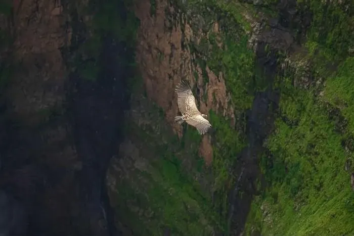Framed Print : From above of spectacular scenery of wild vulture soaring over rocky cliff and waterfall
