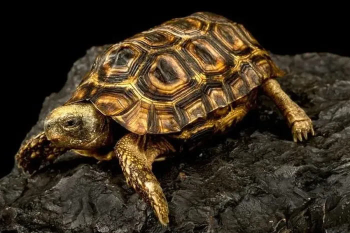Framed Print : Spekes hinged tortoise (Kinixys spekii) Framed Print : Spekes hinged tortoise (Kinixys spekii)