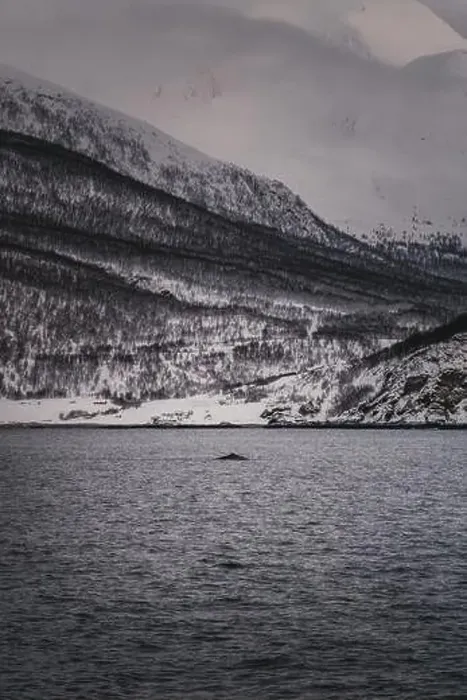 Framed Print : Sperm whale by the snowy Lyngen Alps coast in northern Norway in winter Framed Print : Sperm whale by the snowy Lyngen Alps coast in northern Norway in winter