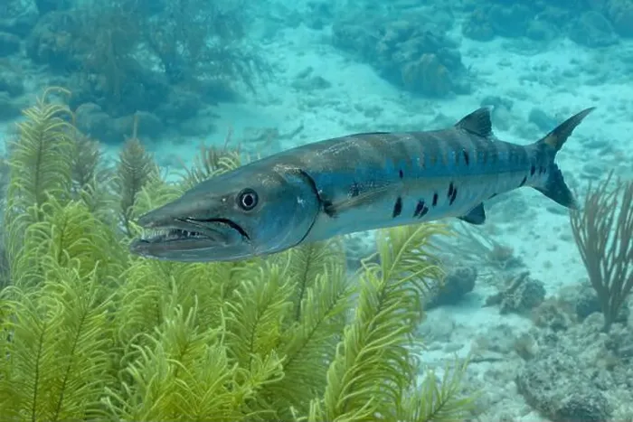 Framed Print : A Sphyraena barracuda swims in the clear blue waters of Bonaire Framed Print : A Sphyraena barracuda swims in the clear blue waters of Bonaire