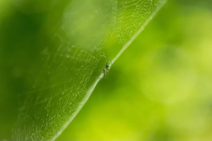 Framed Print : A spider balancing in its forest web Framed Print : A spider balancing in its forest web