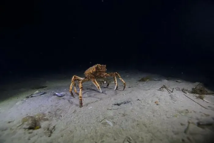 Framed Print : Spider crab marching through the ocean floor during its annual migration Framed Print : Spider crab marching through the ocean floor during its annual migration