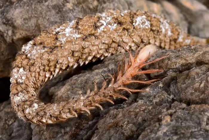 Framed Print : The spider-tailed horned viper (Pseudocerastes urarachnoides)
