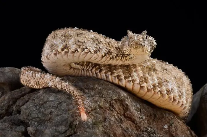 Framed Print : The spider-tailed horned viper (Pseudocerastes urarachnoides) Framed Print : The spider-tailed horned viper (Pseudocerastes urarachnoides)