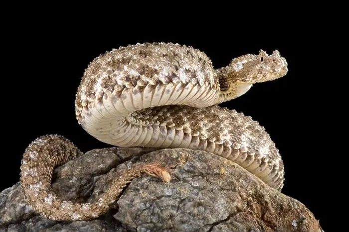 Framed Print : The spider-tailed horned viper (Pseudocerastes urarachnoides) Framed Print : The spider-tailed horned viper (Pseudocerastes urarachnoides)