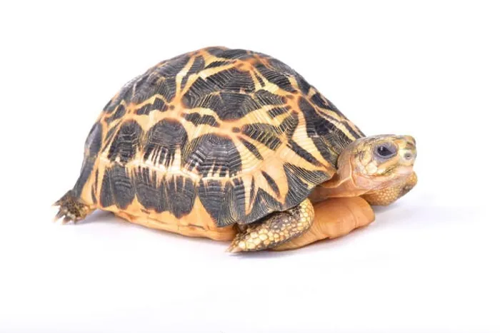 Framed Print : Spider tortoise, Pyxis arachnoides arachnoides Framed Print : Spider tortoise, Pyxis arachnoides arachnoides