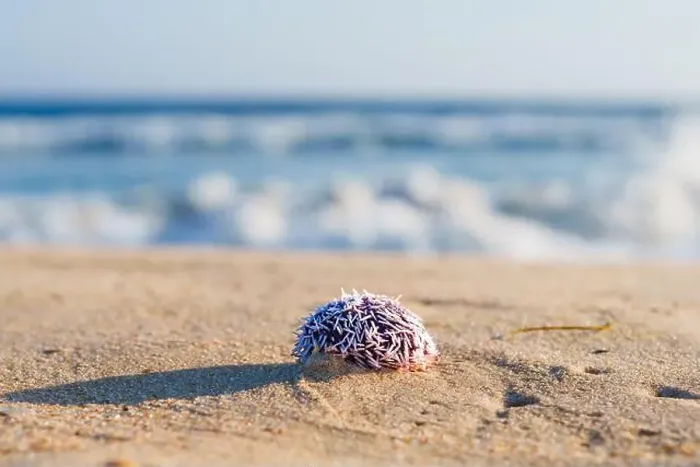 Framed Print : Spiky sea urchin on the warm beach under the sun Framed Print : Spiky sea urchin on the warm beach under the sun