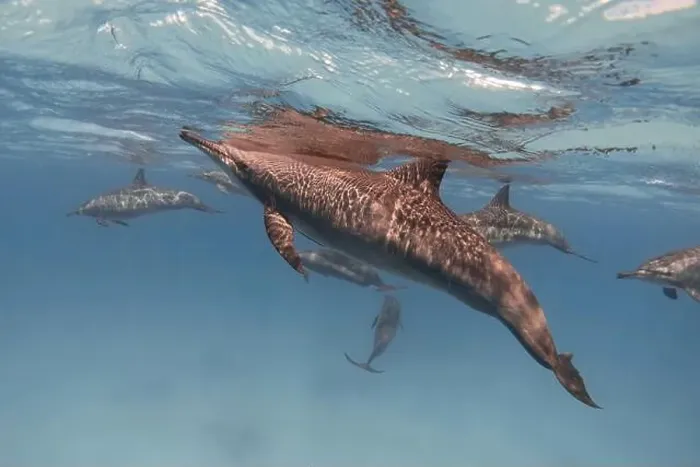 Framed Print : Spinner dolphin underwater in the sea Framed Print : Spinner dolphin underwater in the sea