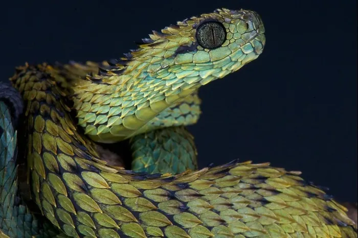 Framed Print : Spiny bush viper / Atheris hispida Framed Print : Spiny bush viper / Atheris hispida