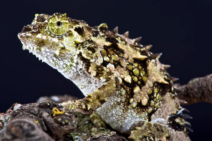 Framed Print : Spiny chameleon (Trioceros laterispinis) Framed Print : Spiny chameleon (Trioceros laterispinis)