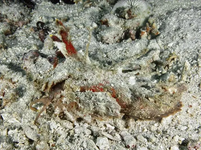 Framed Print : A spiny devil fish (Inimicus didactylus) lies camouflaged between coral fragments and sand on the seabed Framed Print : A spiny devil fish (Inimicus didactylus) lies camouflaged between coral fragments and sand on the seabed