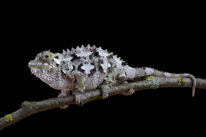 Framed Print : Spiny-flanked Chameleon, Trioceros laterispinis Framed Print : Spiny-flanked Chameleon, Trioceros laterispinis