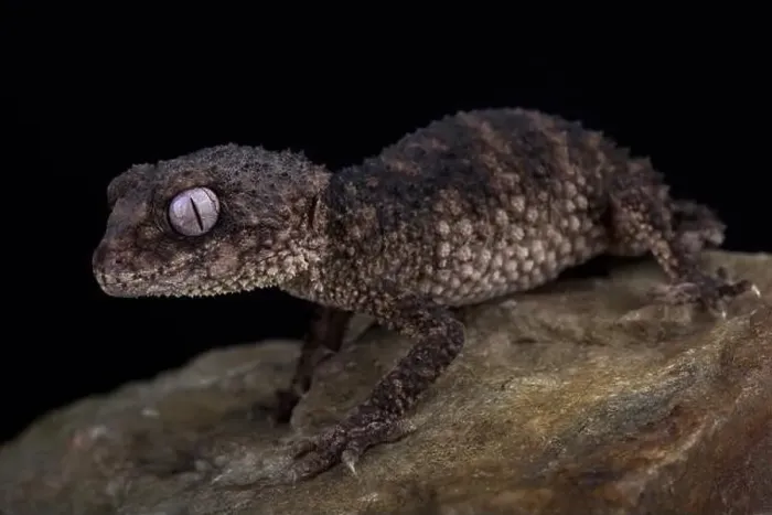 Framed Print : Spiny knob-tailed gecko (Nephrurus asper) Framed Print : Spiny knob-tailed gecko (Nephrurus asper)