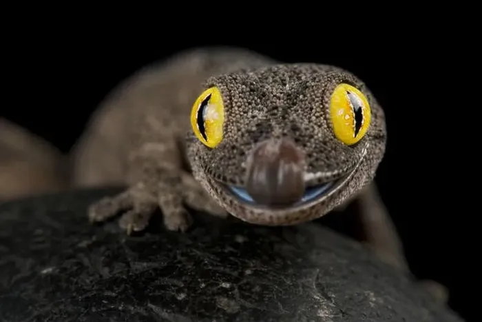 Framed Print : Spiny-tailed gecko (Strophurus spinigerus) Framed Print : Spiny-tailed gecko (Strophurus spinigerus)