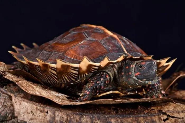 Framed Print : Spiny turtle (Heosemys spinosa) Framed Print : Spiny turtle (Heosemys spinosa)