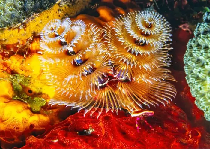 Framed Print : Spirobranchus giganteus, commonly known as Christmas tree worms Framed Print : Spirobranchus giganteus, commonly known as Christmas tree worms