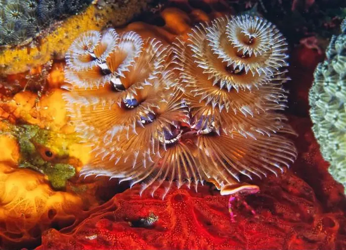 Framed Print : Spirobranchus giganteus, commonly known as Christmas tree worms Framed Print : Spirobranchus giganteus, commonly known as Christmas tree worms