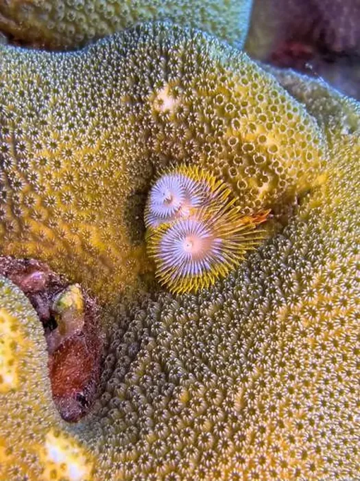 Framed Print : Spirobranchus giganteus, commonly known as Christmas tree worms Framed Print : Spirobranchus giganteus, commonly known as Christmas tree worms