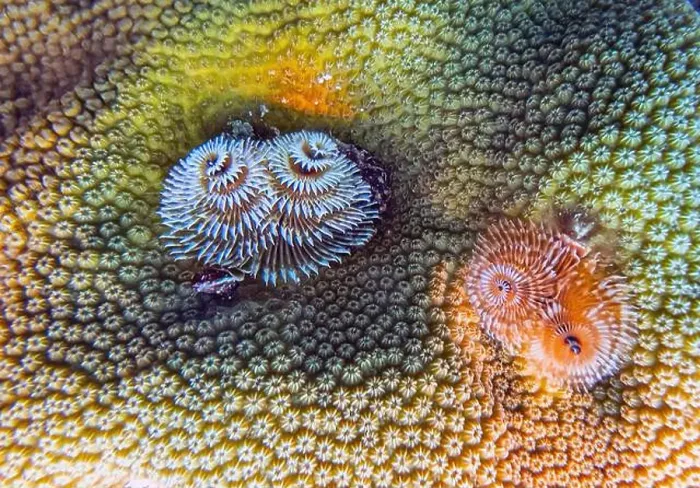 Framed Print : Spirobranchus giganteus, commonly known as Christmas tree worms Framed Print : Spirobranchus giganteus, commonly known as Christmas tree worms