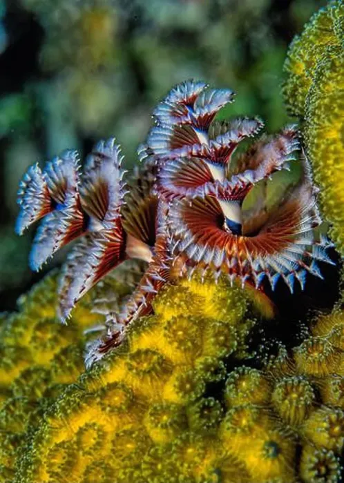 Framed Print : Spirobranchus giganteus, commonly known as Christmas tree worms Framed Print : Spirobranchus giganteus, commonly known as Christmas tree worms