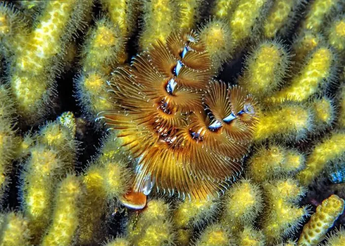 Framed Print : Spirobranchus giganteus, commonly known as Christmas tree worms Framed Print : Spirobranchus giganteus, commonly known as Christmas tree worms